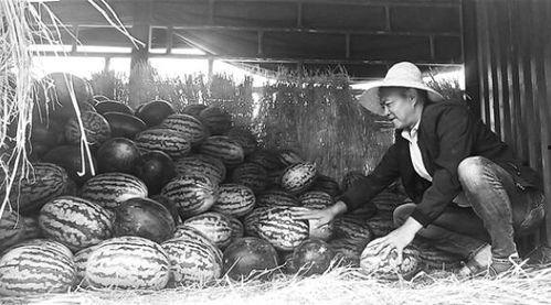 盘山吃瓜群众事迹简介,吃瓜群众变身致富明星